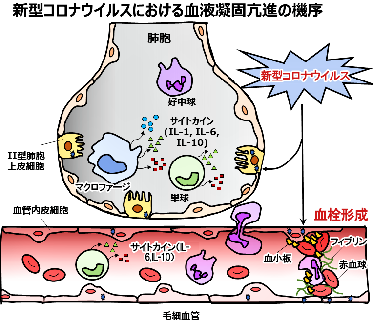 血液の固まりやすさの発生メカニズム