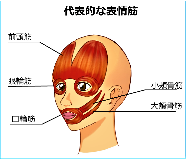 表情筋