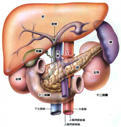 肝・胆・膵（脾）　図