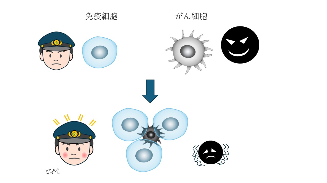 免疫細胞のはたらき
