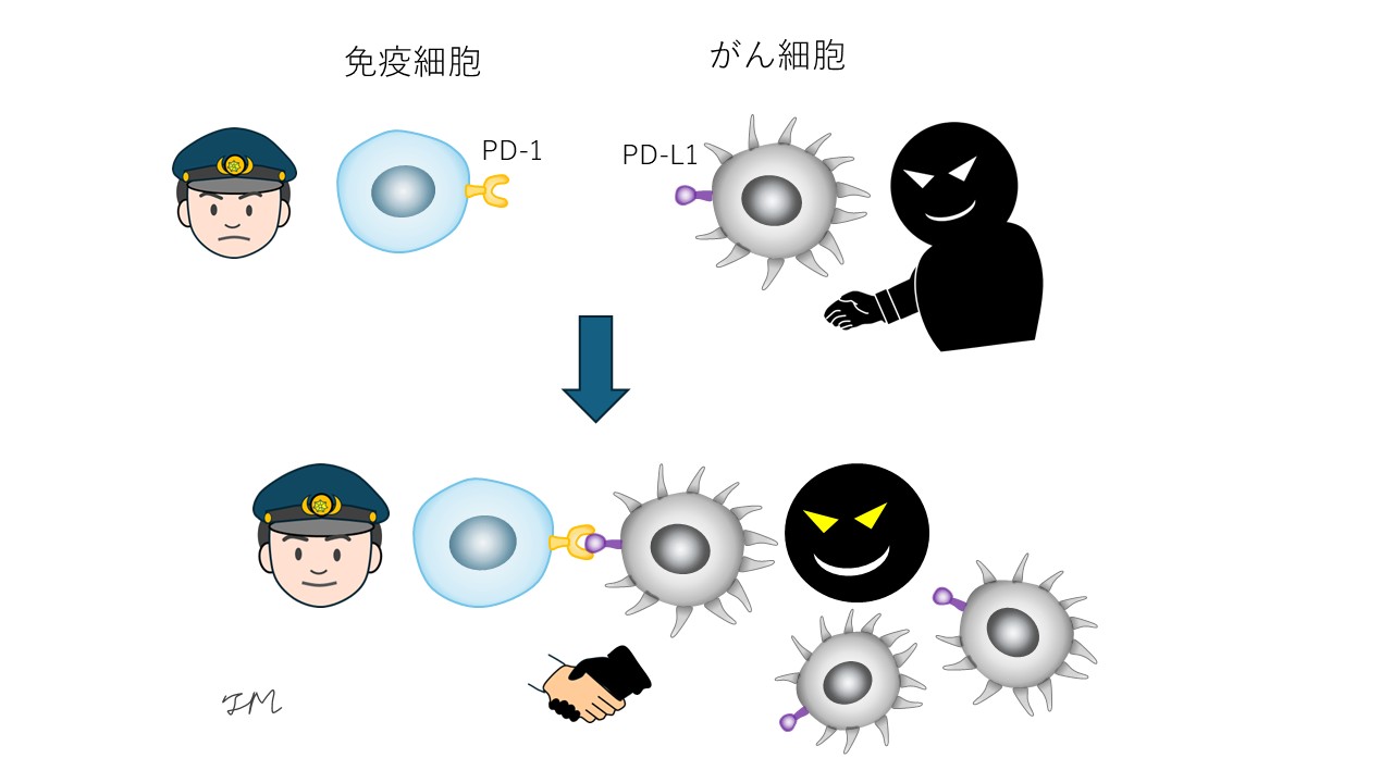 がん細胞が免疫細胞から逃れるしくみ