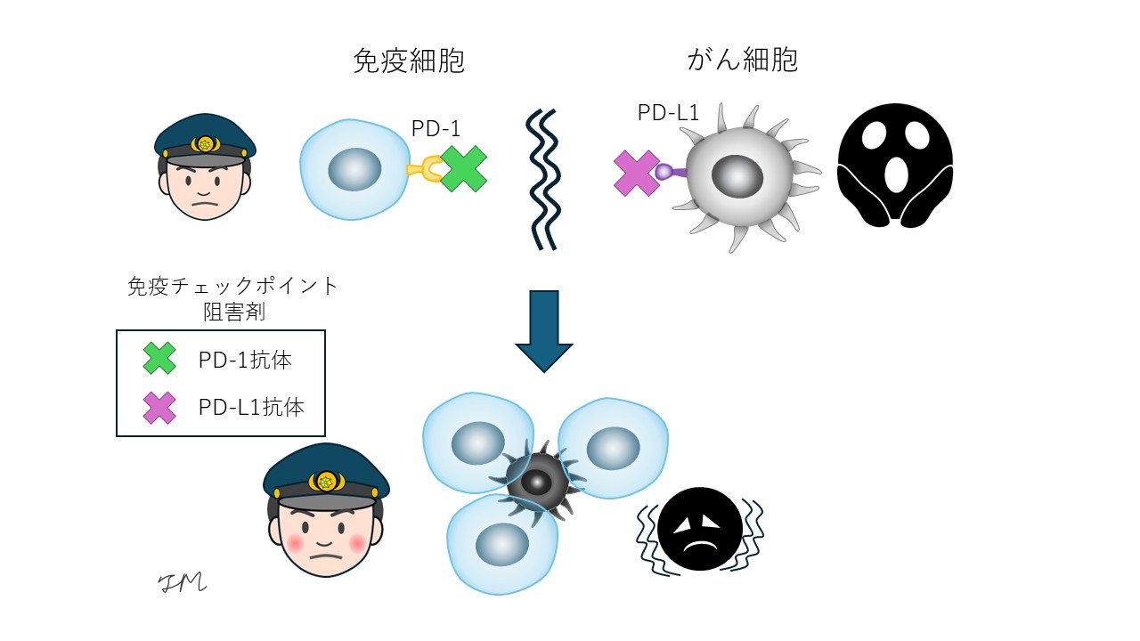 免疫チェックポイント阻害剤